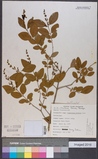 Ligustrum sinense image