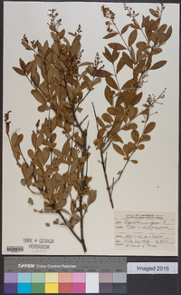 Ligustrum vulgare image