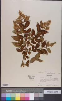 Ligustrum acuminatum image