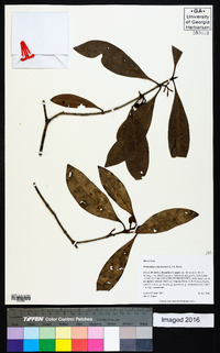 Osmanthus americanus image