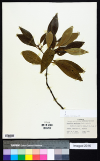 Osmanthus americanus image