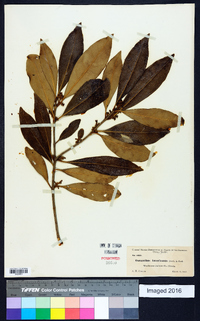 Osmanthus americanus image