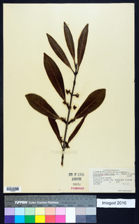 Osmanthus americanus image