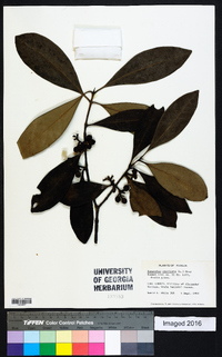 Osmanthus americanus image