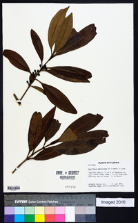 Osmanthus americanus image