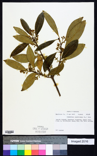 Osmanthus americanus image