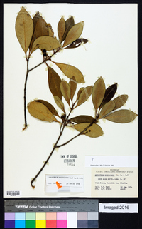 Osmanthus americanus image