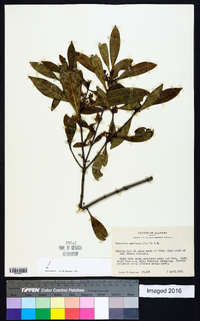 Osmanthus americanus image