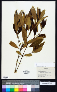 Osmanthus americanus image