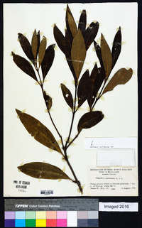 Osmanthus americanus image