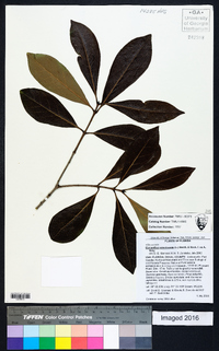 Osmanthus americanus image