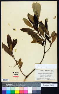 Osmanthus americanus image