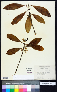 Osmanthus americanus image