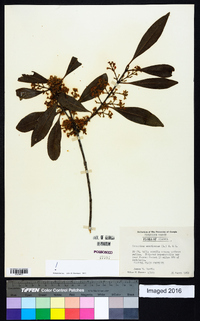 Osmanthus americanus image