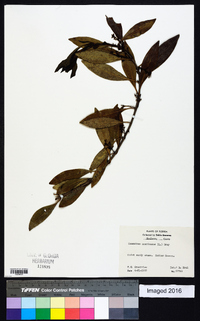 Osmanthus americanus image