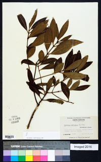 Osmanthus americanus image