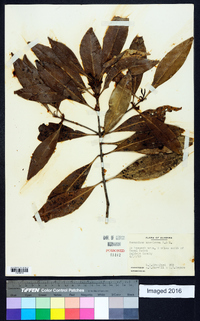 Osmanthus americanus image