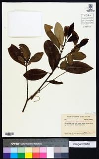 Osmanthus americanus image