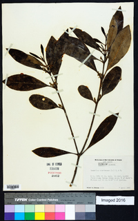 Osmanthus americanus image