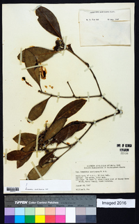 Osmanthus americanus image