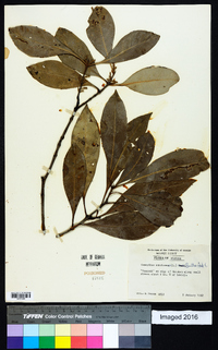 Osmanthus americanus image