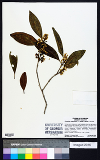 Osmanthus americanus image