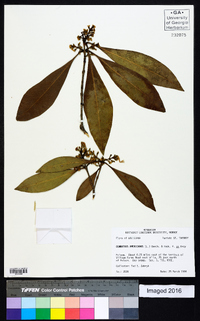 Osmanthus americanus image