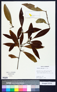 Osmanthus americanus image