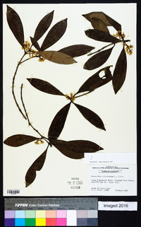 Osmanthus americanus image