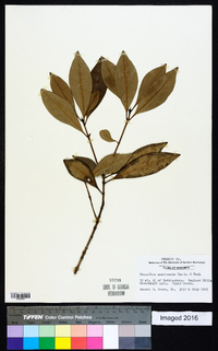 Osmanthus americanus image