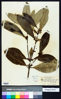 Osmanthus americanus image