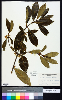 Osmanthus americanus image