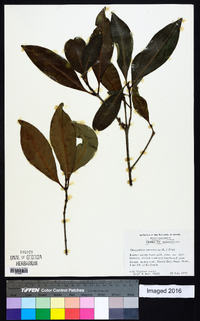 Osmanthus americanus image