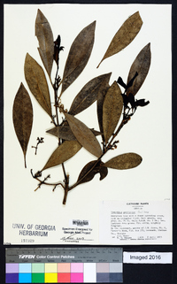 Osmanthus americanus image