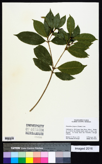 Osmanthus fragrans image