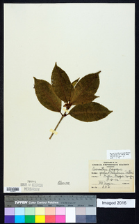 Osmanthus fragrans image