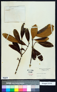 Osmanthus megacarpus image