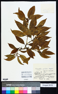 Osmanthus insularis image