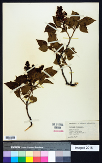 Syringa vulgaris image