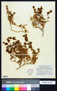 Buddleja utahensis image