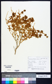 Buddleja utahensis image