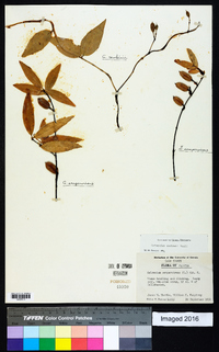 Gelsemium rankinii image