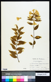 Gelsemium sempervirens image