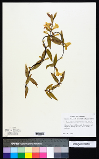 Gelsemium sempervirens image