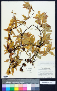 Gelsemium sempervirens image