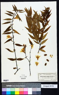 Gelsemium sempervirens image