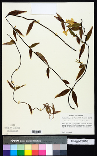 Gelsemium sempervirens image