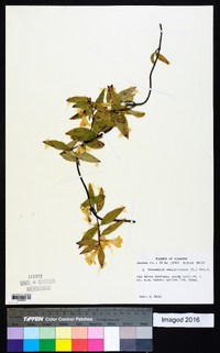 Gelsemium sempervirens image