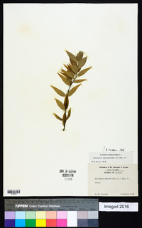 Gelsemium sempervirens image