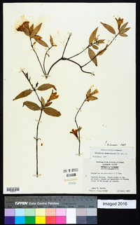 Gelsemium sempervirens image